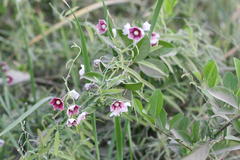 Oxystelma esculentum